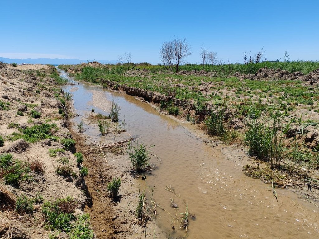 O dereden su içen 64 küçükbaş hayvan telef oldu