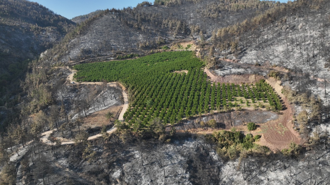 100 Hektar Kül Oldu, 25 Dönümlük Umut Yeşil Kaldı