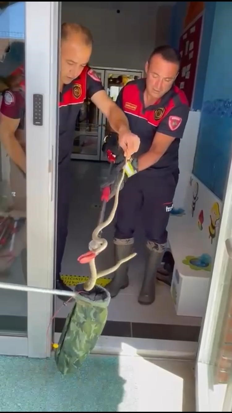 Ayakkabılığa Gizlenen Yılan Korkuttu