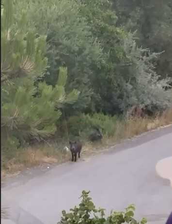 Van’da Aç Kalan Yaban Domuzları Yerleşim Alanlarına İndi!