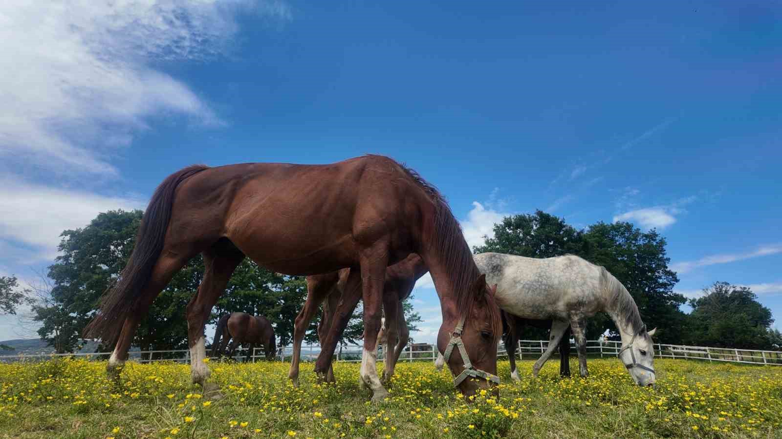 Genetik kodları milyon ediyor