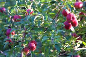 Van’da Elma Üreticilerine  Kritik Uyarı: İhmal Etmeyin!