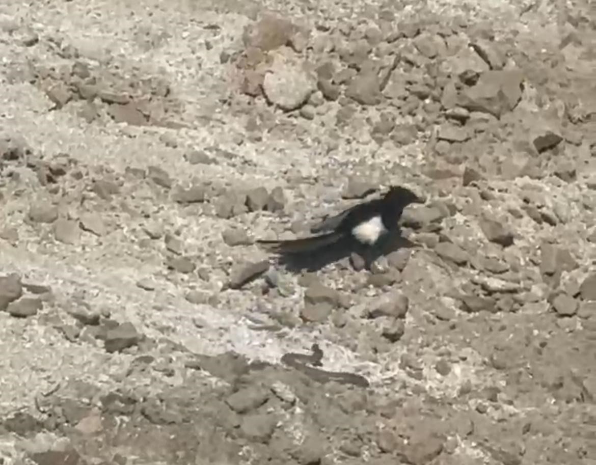 Karga, Kartal ve Yılanın Nefes Kesen Mücadelesi Kamerada!