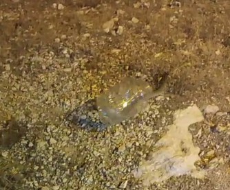 Kız yurdunda yakalanan engerek yılanı doğaya bırakıldı