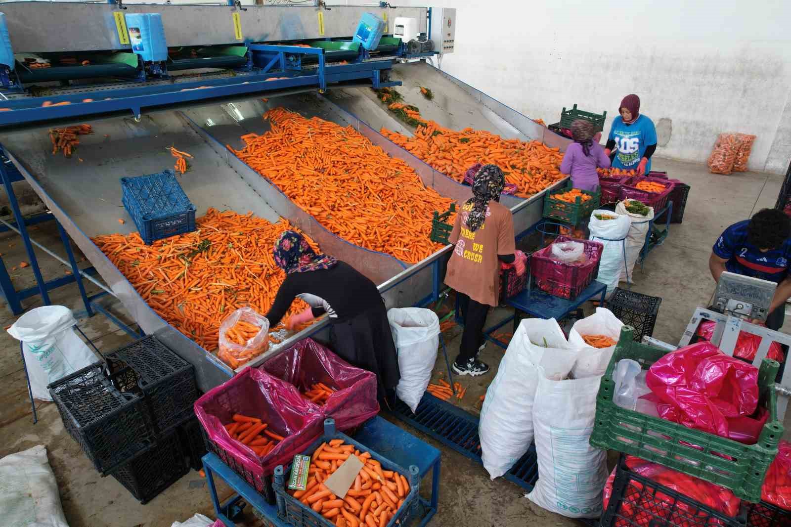 Tarladan sofraya  kadınların ellerinden geliyor