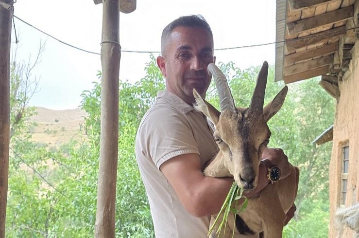 Van Bahçesaray’da bitkin dağ keçisine şefkat eli