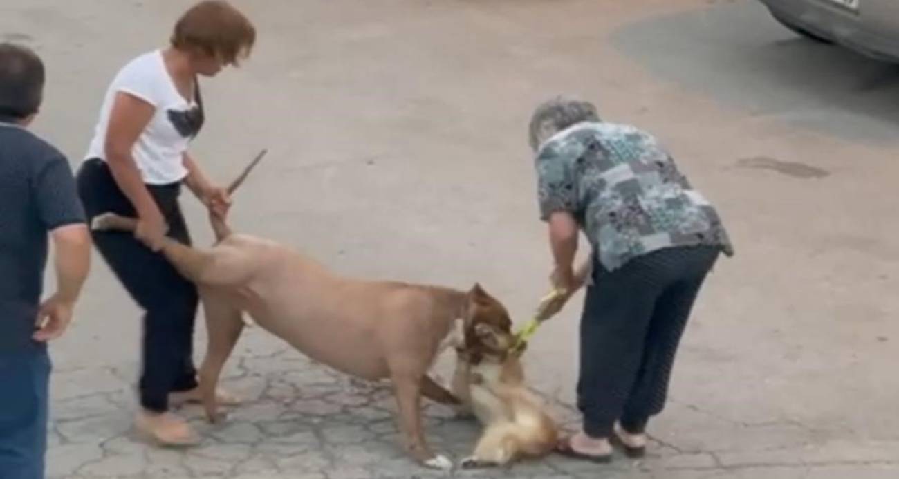 Pitbull Cinsi Köpek Dehşet Saçtı