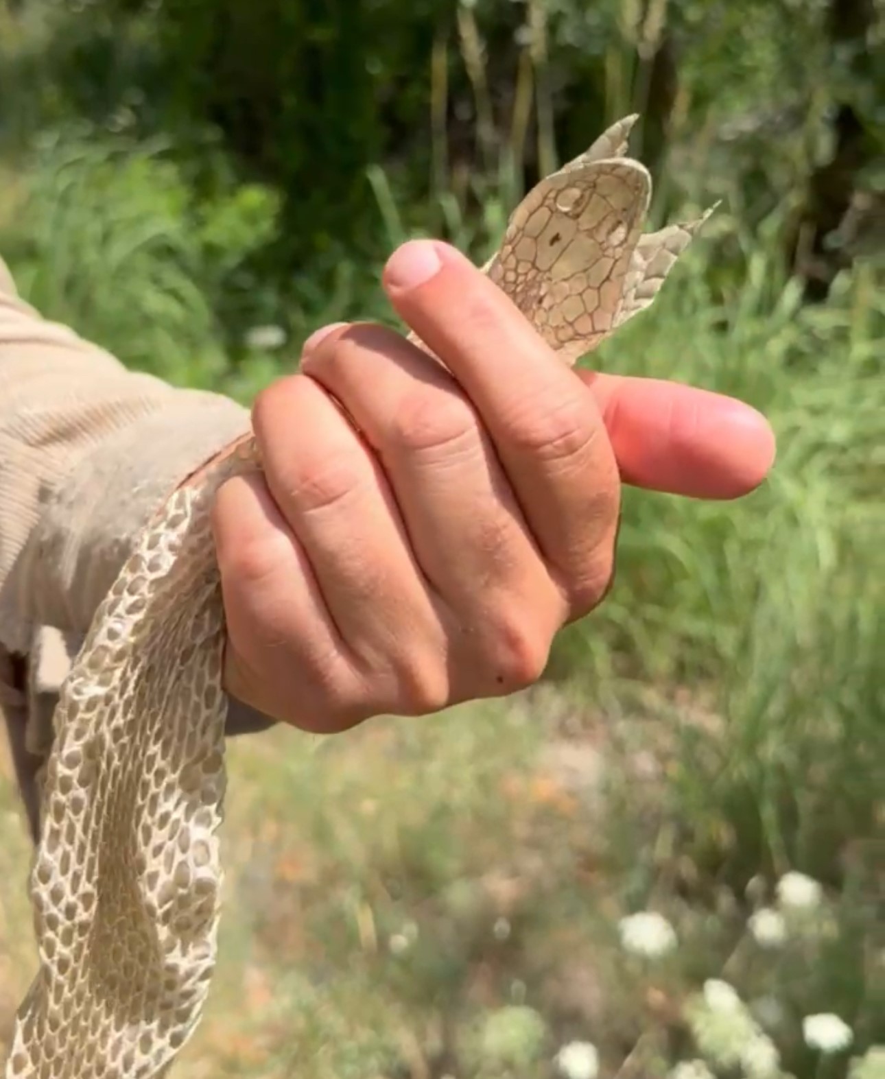 Yüksekova’da En Zehirli Yılanlardan Birinin Derisi Bulundu!