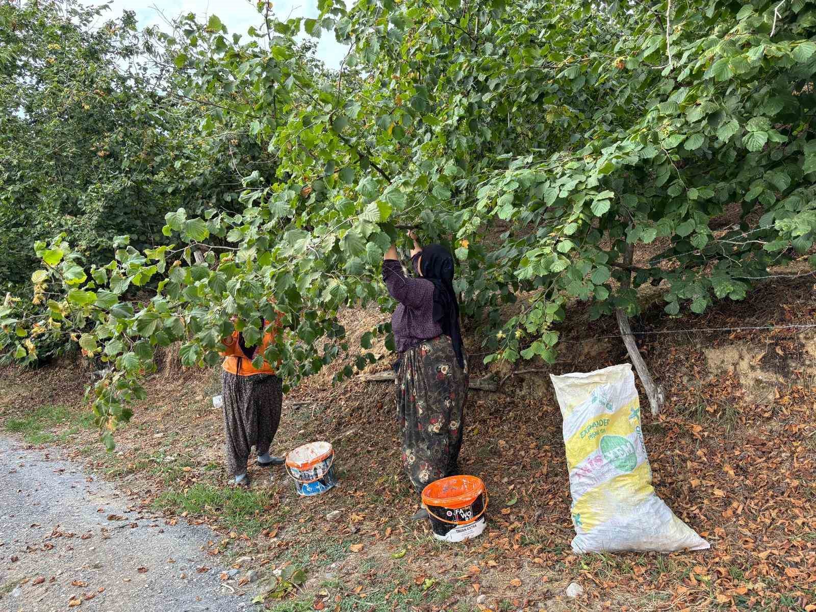 Fındıkta hasat zamanı