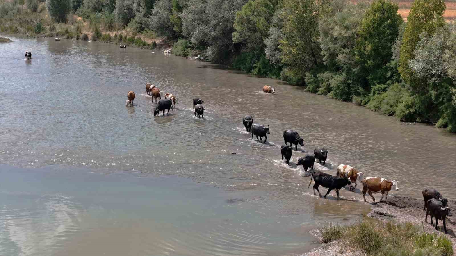 Burası Serengeti Değil, Sivas Bozkırı!