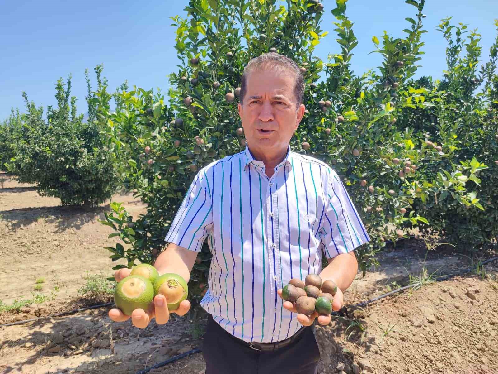 Rekor sıcaklar narenciye ürünlerinde yanıklar oluşturdu