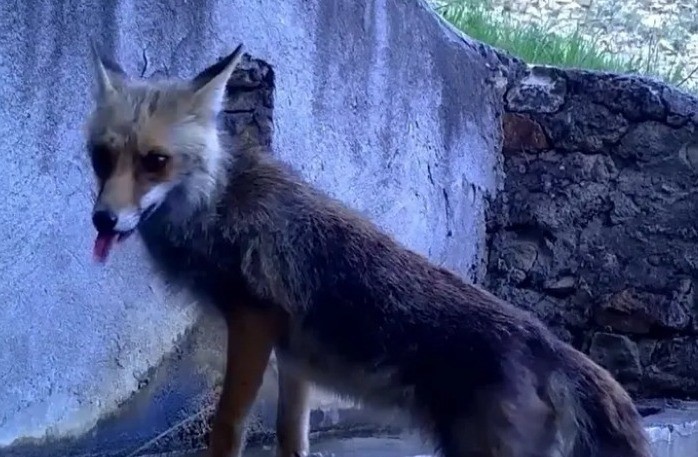 Fotokapana takılan sincap ve tilki sevimli anlara sahne oldu