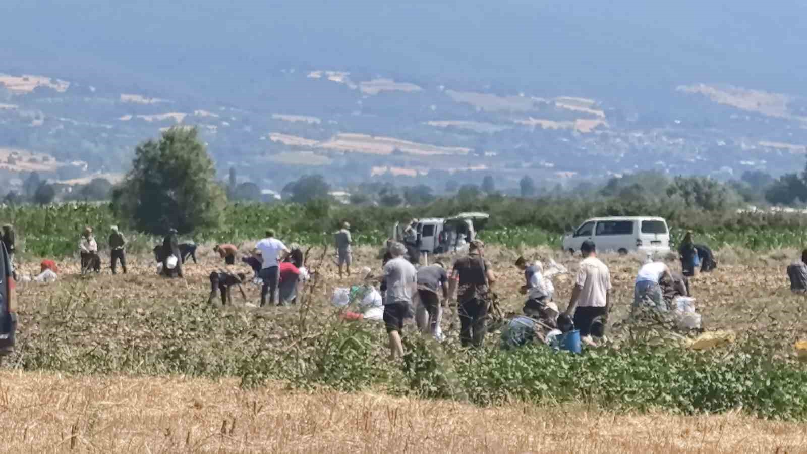 Tarlasındaki ürünleri paylaşan çiftçi, patatesleri ücretsiz dağıttı
