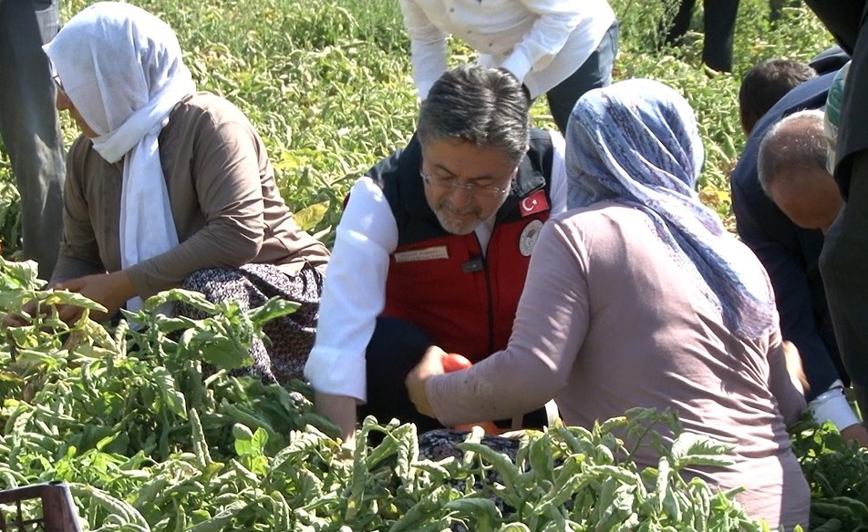 Bakan Yumaklı: Türkiye, Domates Üretiminde Dünyada 3’üncü