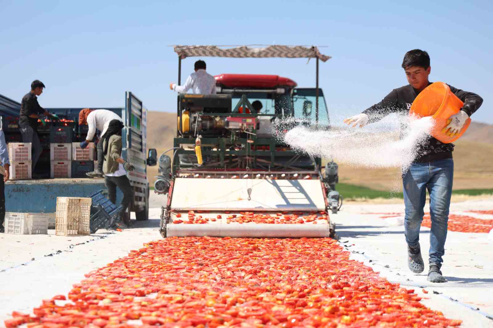 Domateste 15 bin 300 tonluk rekolte bekleniyor