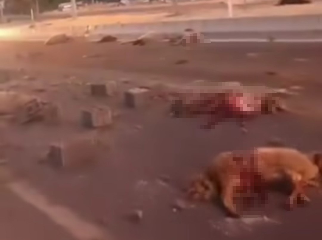 Van’da kamyonet koyun sürüsüne çarptı: 37 koyun telef oldu