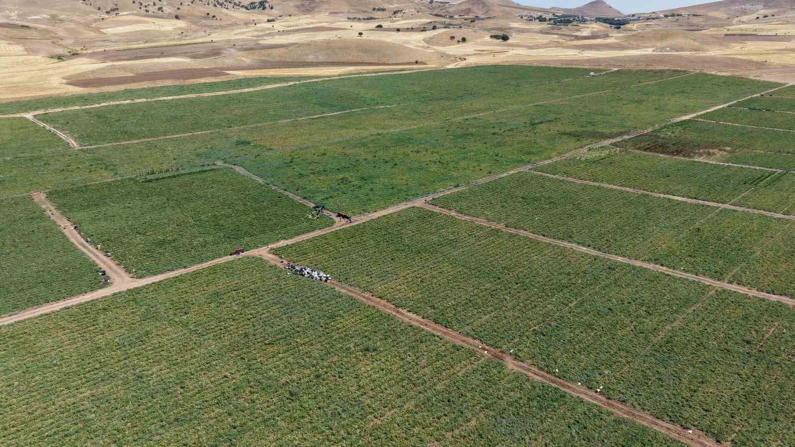 Domates üreticisi: “Dışarıda 25 liraya alacağınıza tarladan 8 liraya alın”