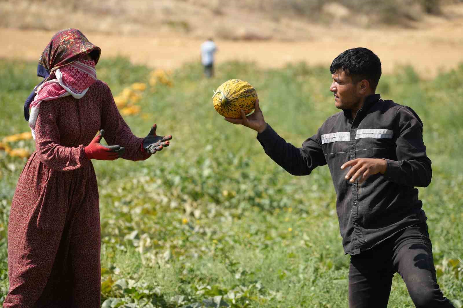 40 derece sıcaklıkta kavun hasadı başladı: Yüksek verim, üreticinin yüzünü güldürdü