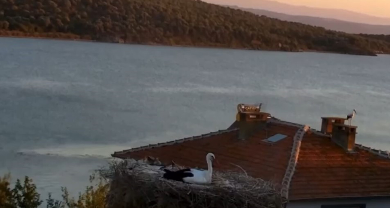 Yaren Leylek’in Depremi Önceden Sezdiği Anlar