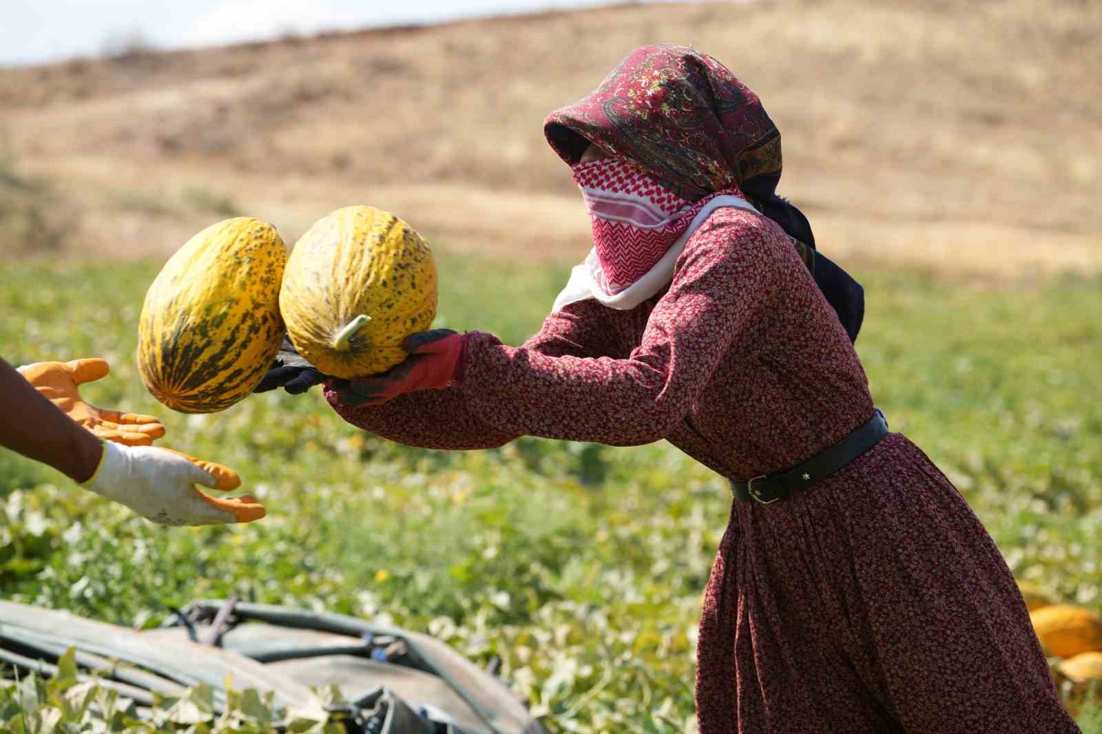 40 derece sıcaklıkta kavun hasadı