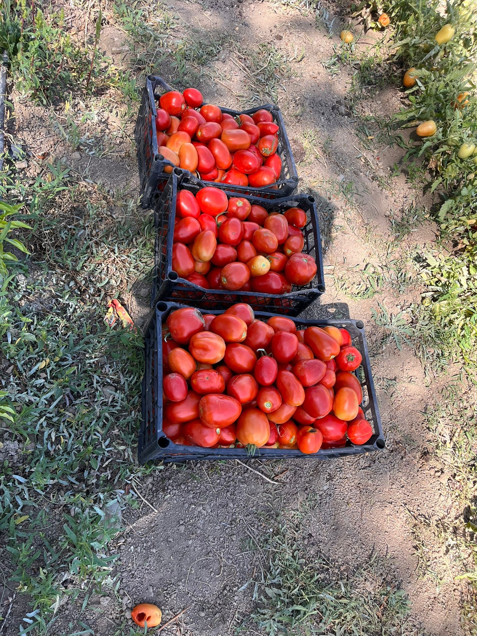Gürpınar Belediyesi’nin üretttiği sebzeler ihtiyaç sahibi ailelere ulaştırıldı