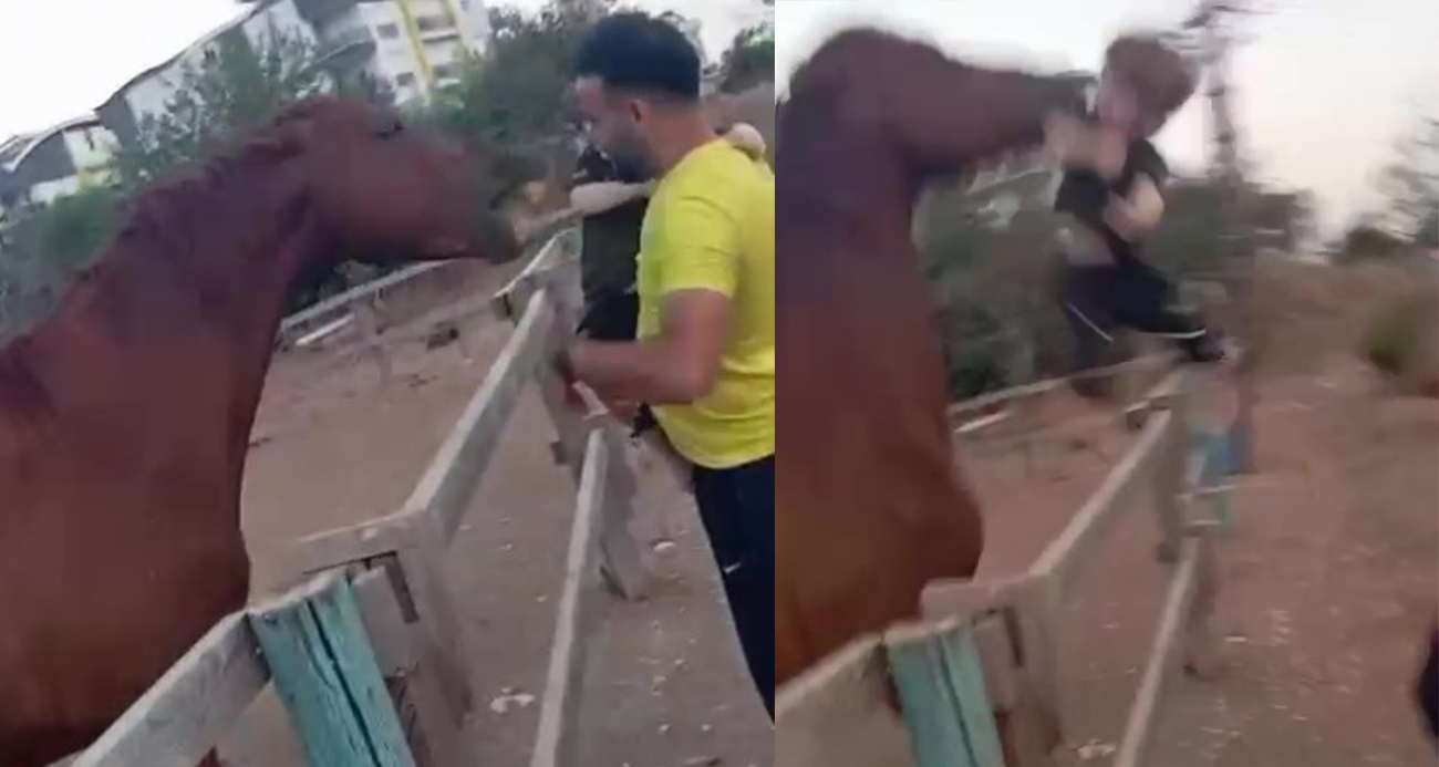 Korku Dolu Anlar: At, Babasının Kucağındaki Çocuğu Isırarak Havaya Fırlattı