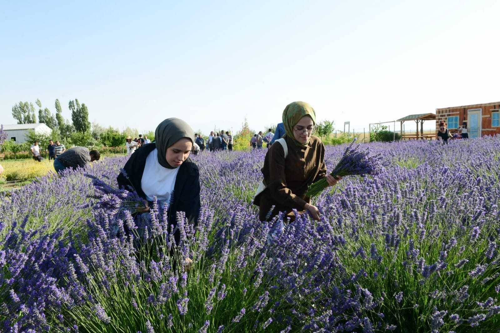 Van YYÜ’de Tıbbi ve Aromatik Bitkiler Hasat Bayramı Yapılacak