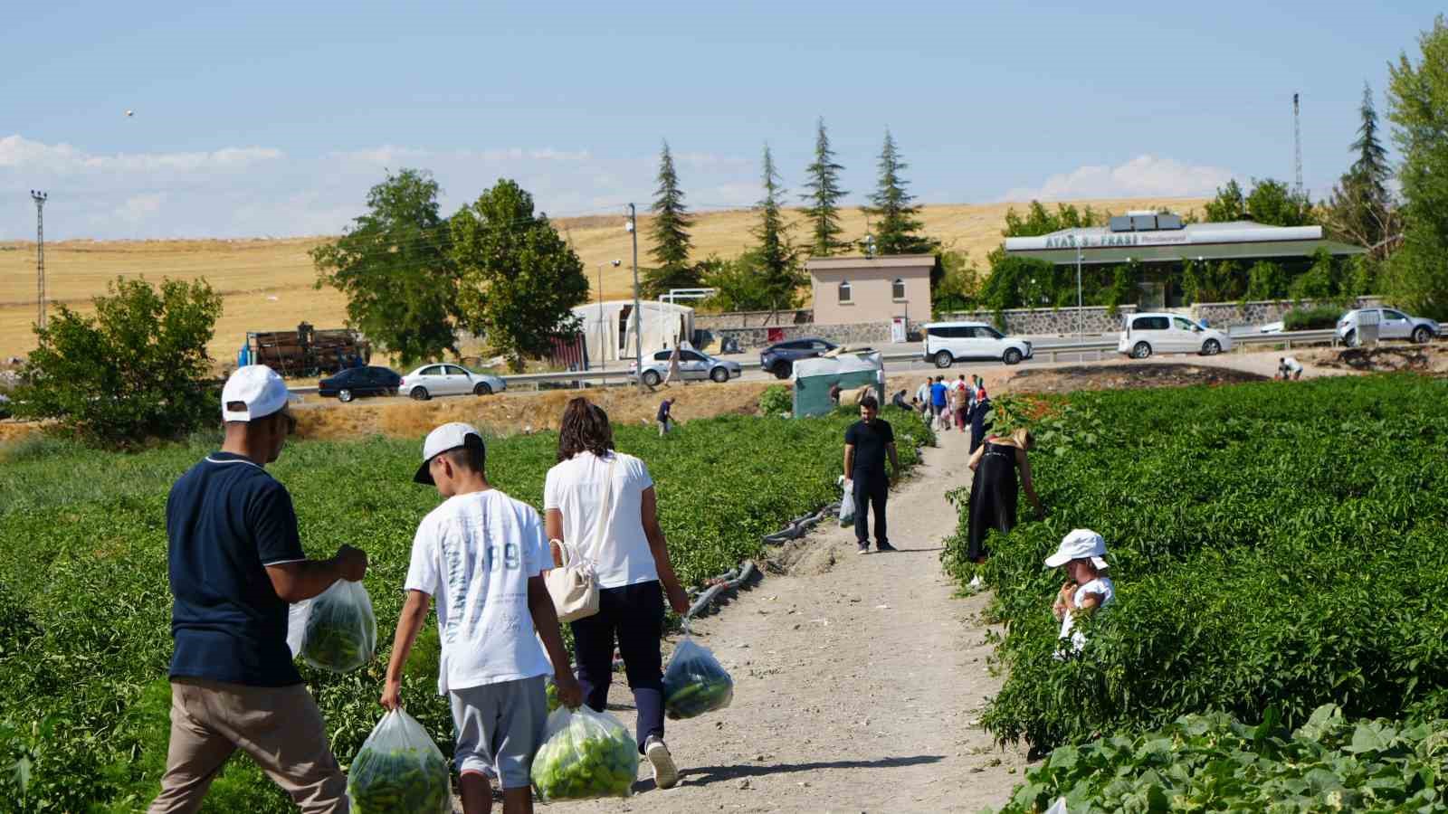 Rekor sıcaklara rağmen Ayaş domatesinin hasadı sürüyor: Tarladan sofraya tescilli lezzet