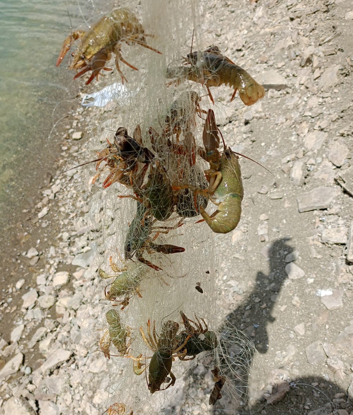 Van’ın Zernek Barajı’nda İstakoz Şaşkınlığı