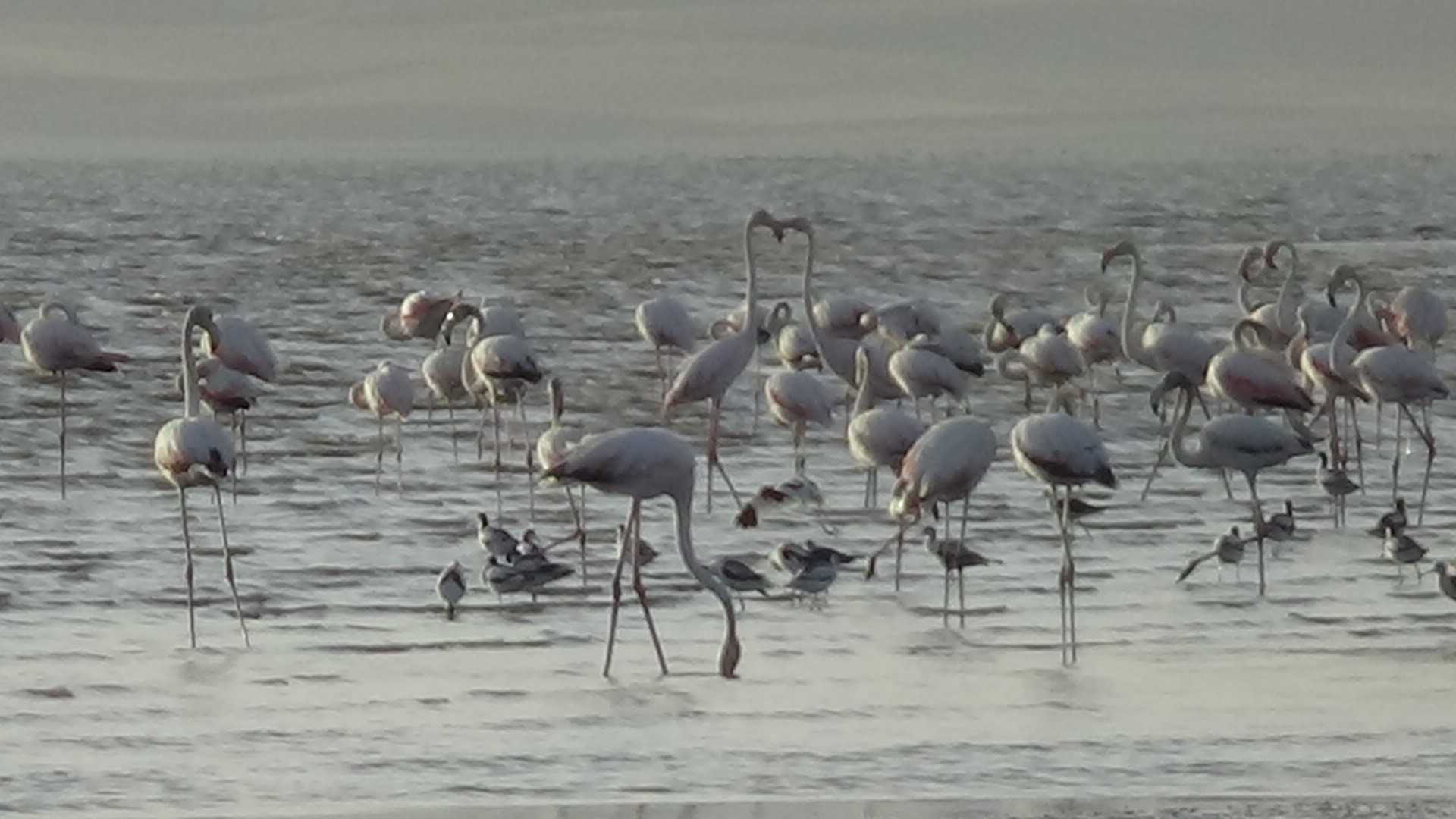 Van’daki Erçek Gölü’nde flamingoların renkli dansı  