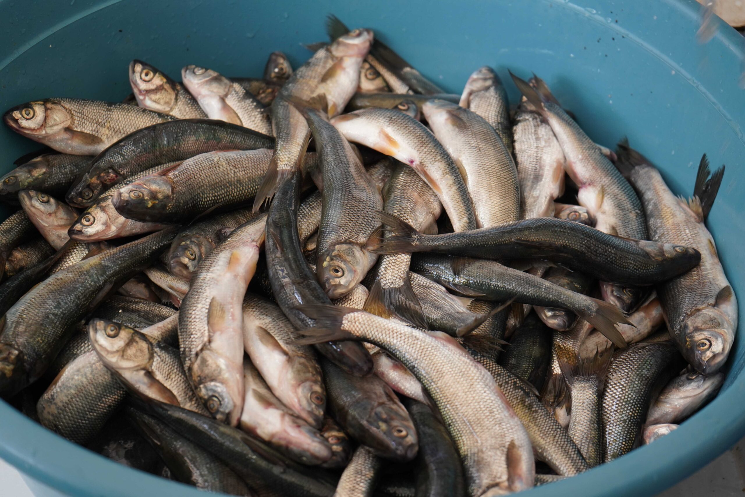 Vanlı Kendi Balığını Yiyemiyor!