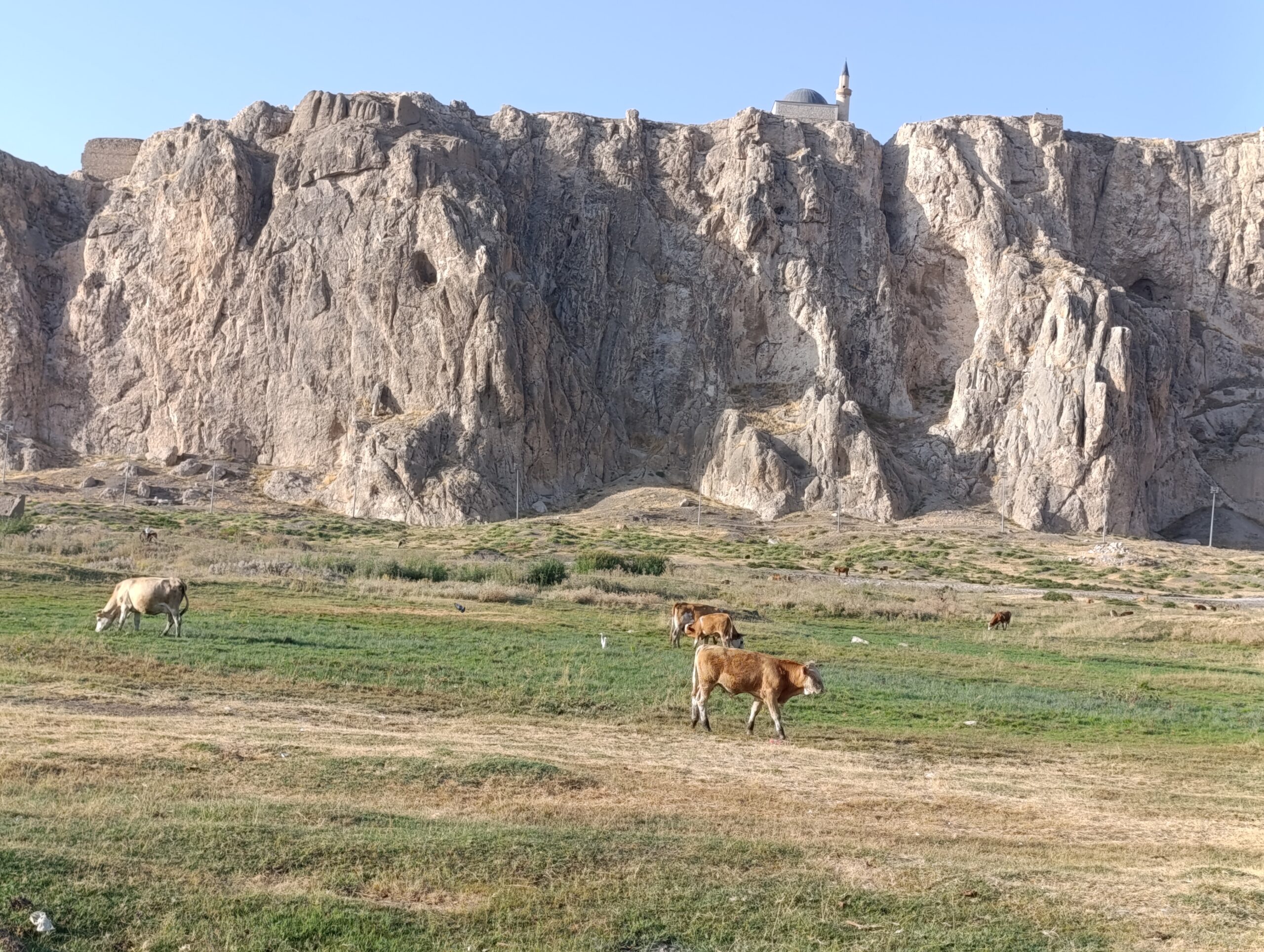 Van Kalesi’nde Tarih ve İnekler Yan Yana: Ziyaretçilerden Tepki