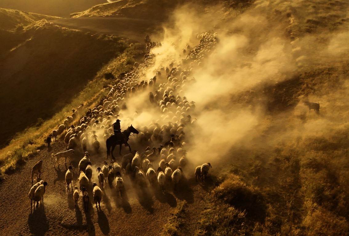 Sürülerin tozlu yolculuğu