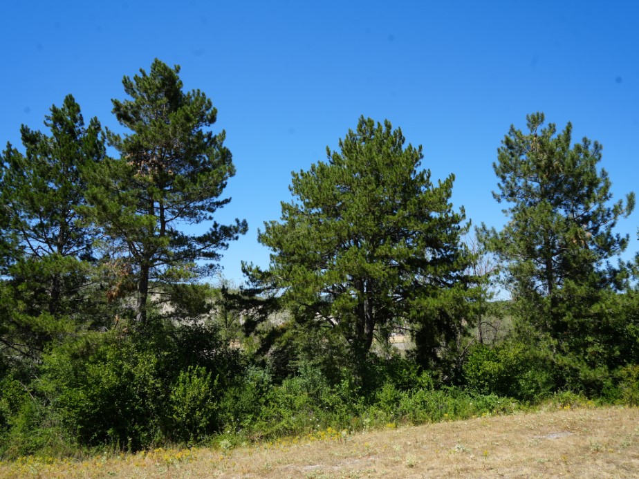 Yeşeren Umutlar: 32 Yılda Binlerce Ağacı Toprakla Buluşturdu