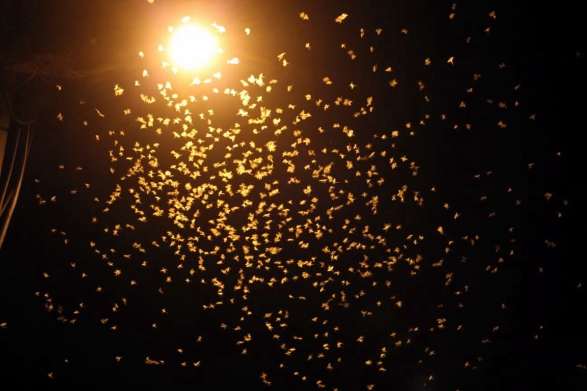 Sineklerinin ‘ölüm dansı’