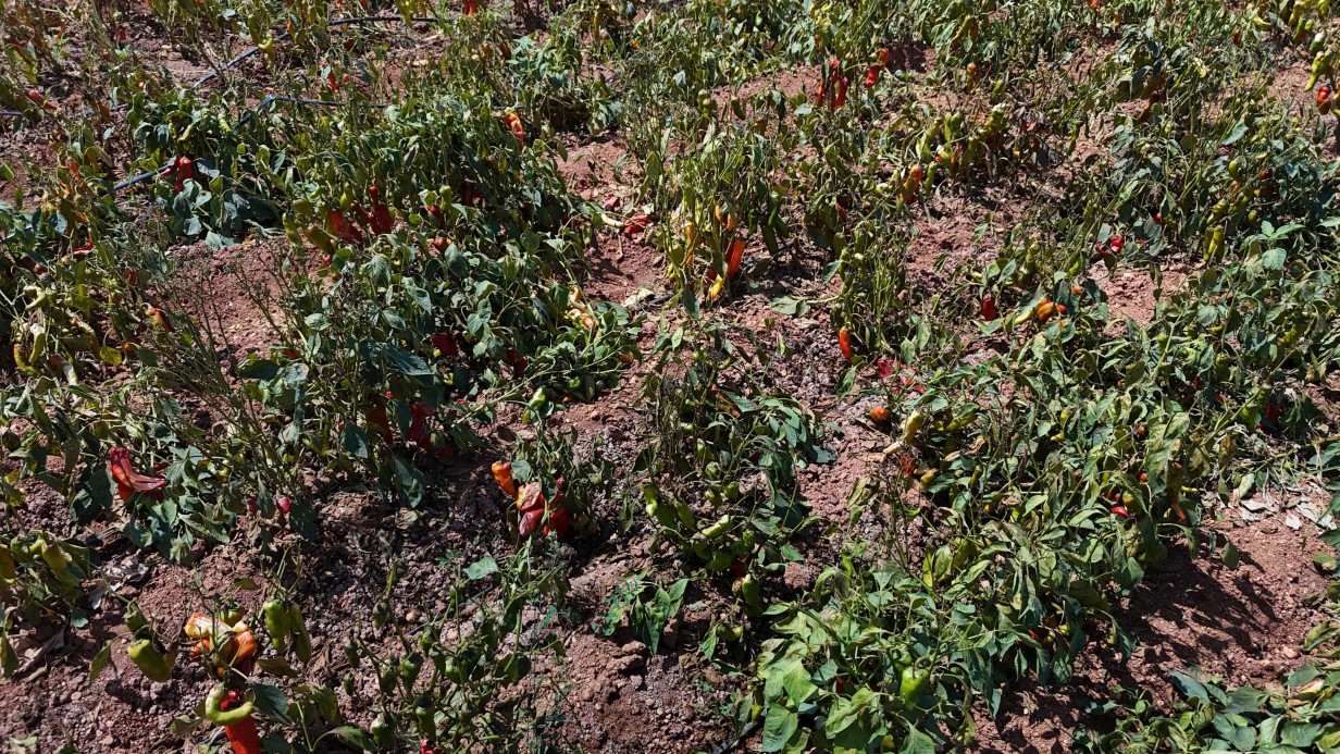 Güneşin Kavurucu Etkisi Biberleri Yaktı