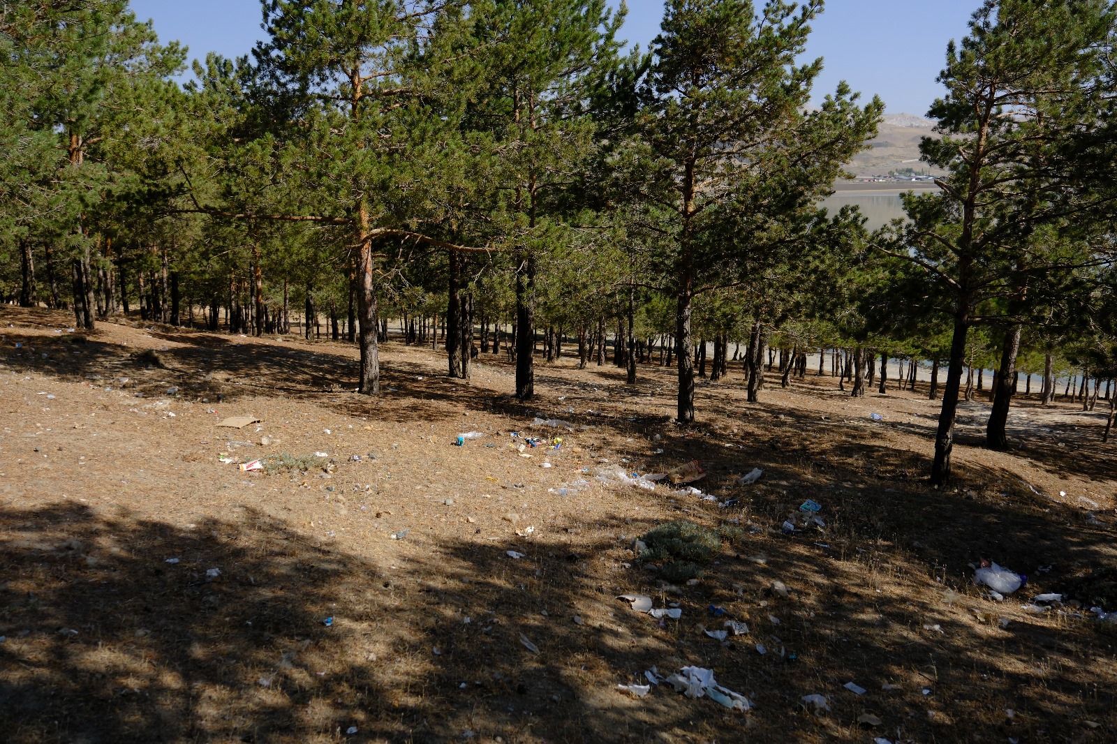 Van’daki Ormanlık Alan Bakımsızlık Nedeniyle Çöplüğe Döndü