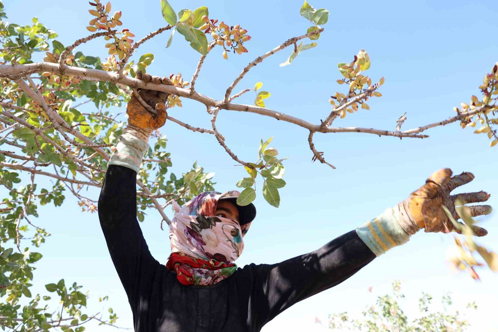 Diyarbakır’da mevsimlik işçilerin sıcak havada fıstık hasadı