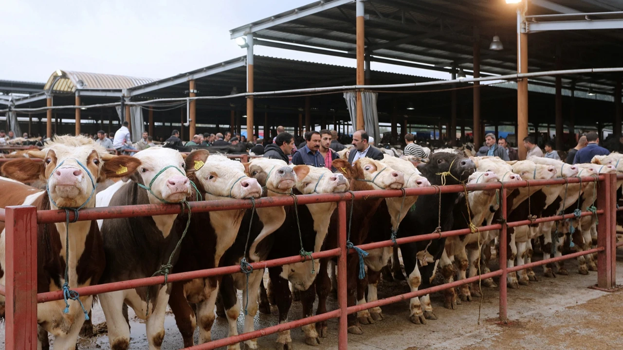 Van’da Şap Hastalığı Kontrol Altına Alındı, Hayvan Pazarı Yeniden Açıldı