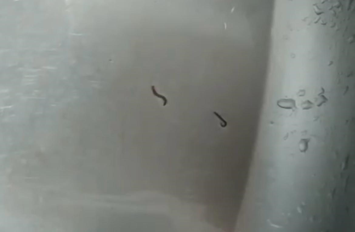 İçme suyu şebekesinden kurtlar çıktı