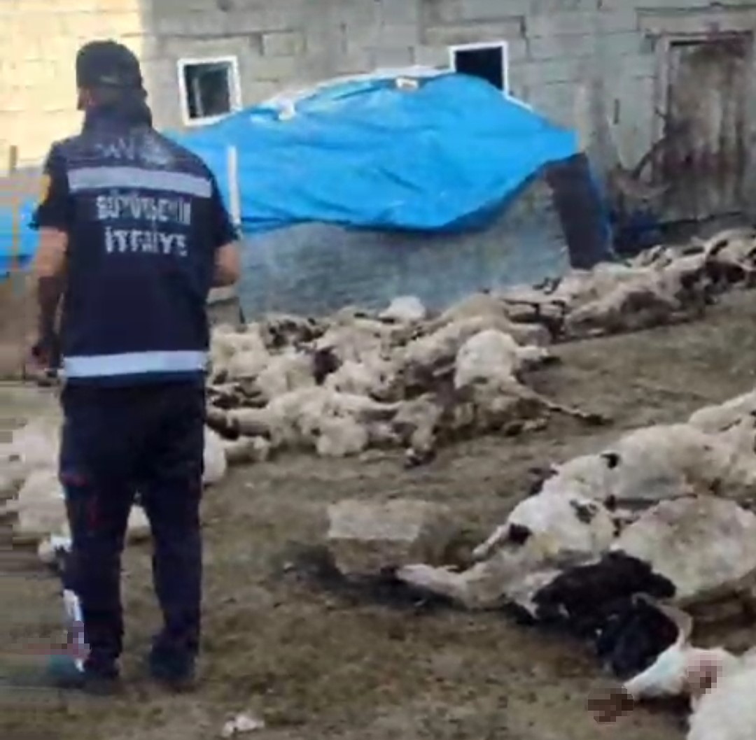 Van’da kurtlar sürüye saldırdı: 111 koyun telef oldu