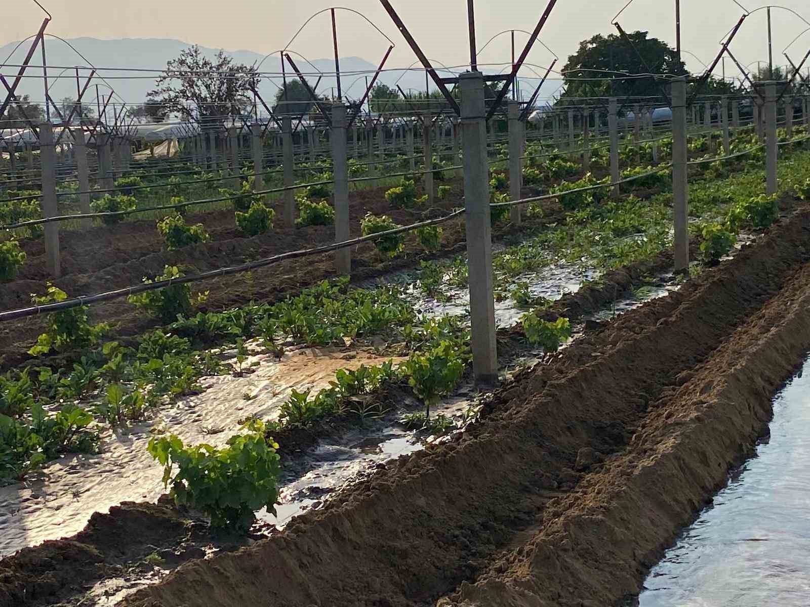 Kışlık sebzeler toprakla buluşuyor