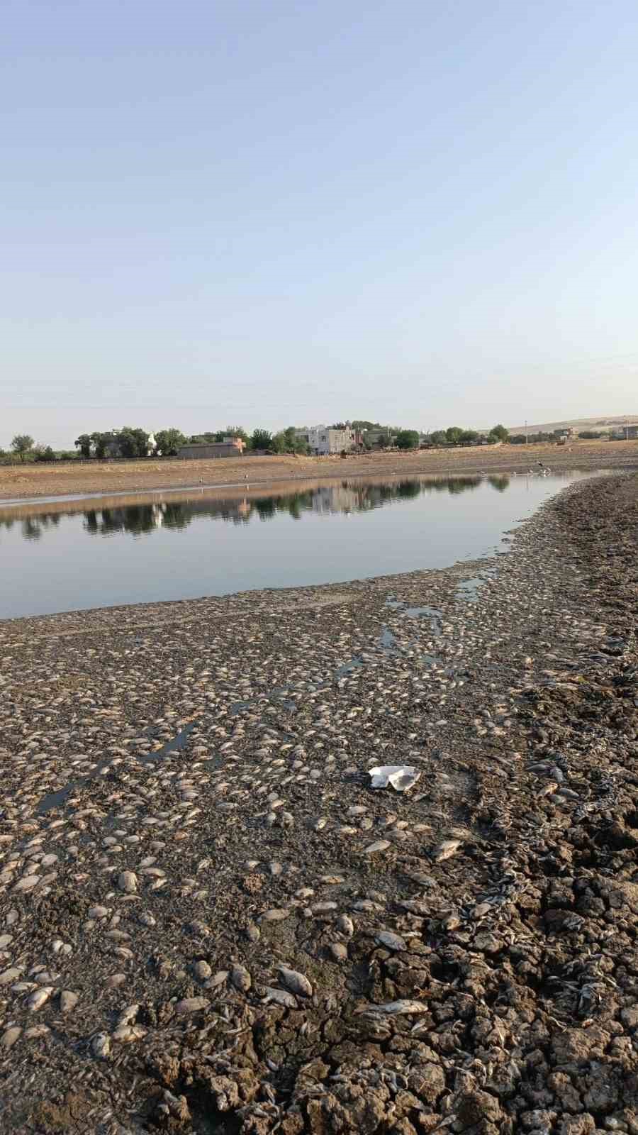 Mardin’de gölet suyu çekilince, binlerce balık telef oldu