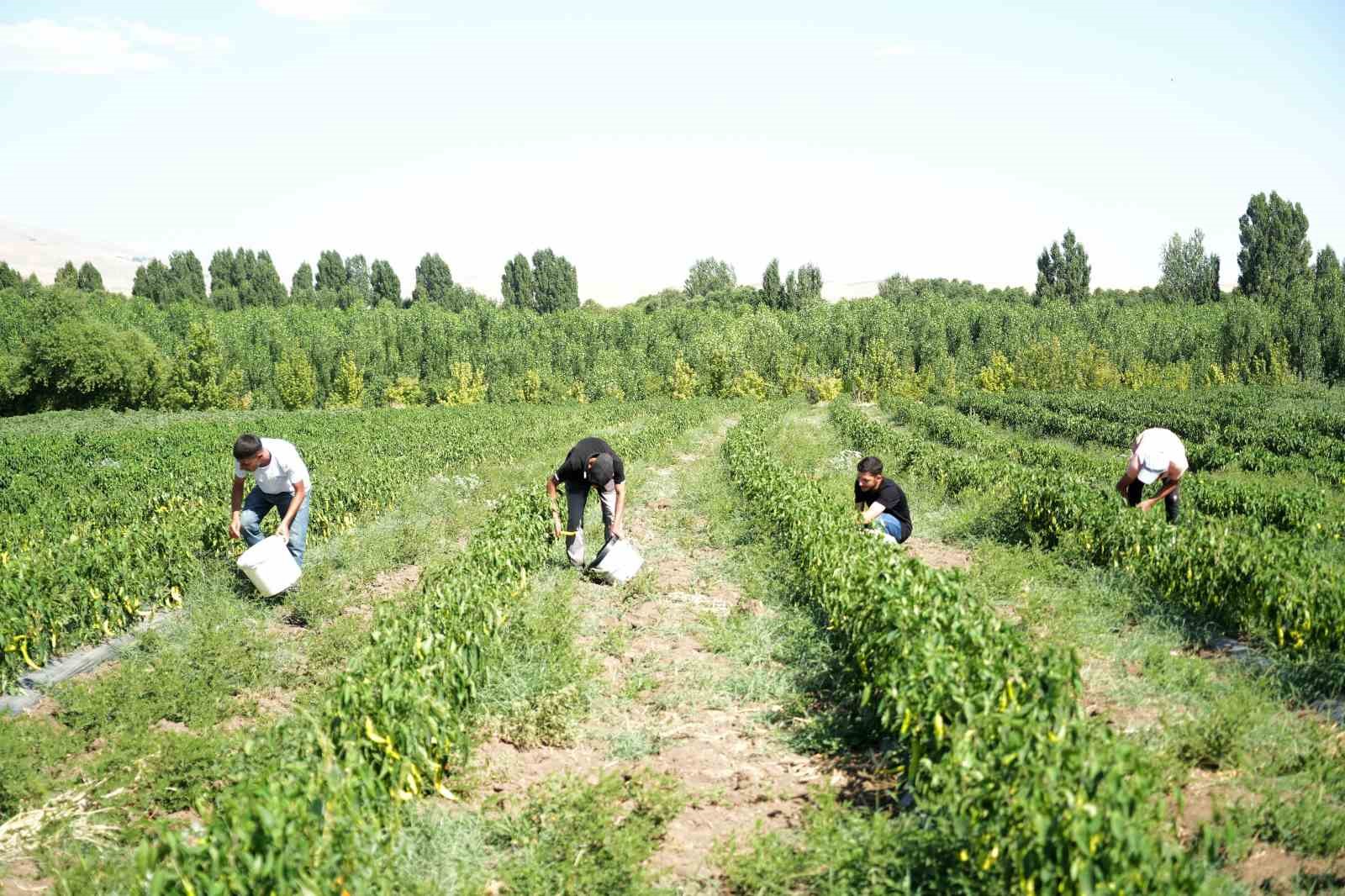 Muş’ta sıcak havada “kurutmalık sebze” mesaisi