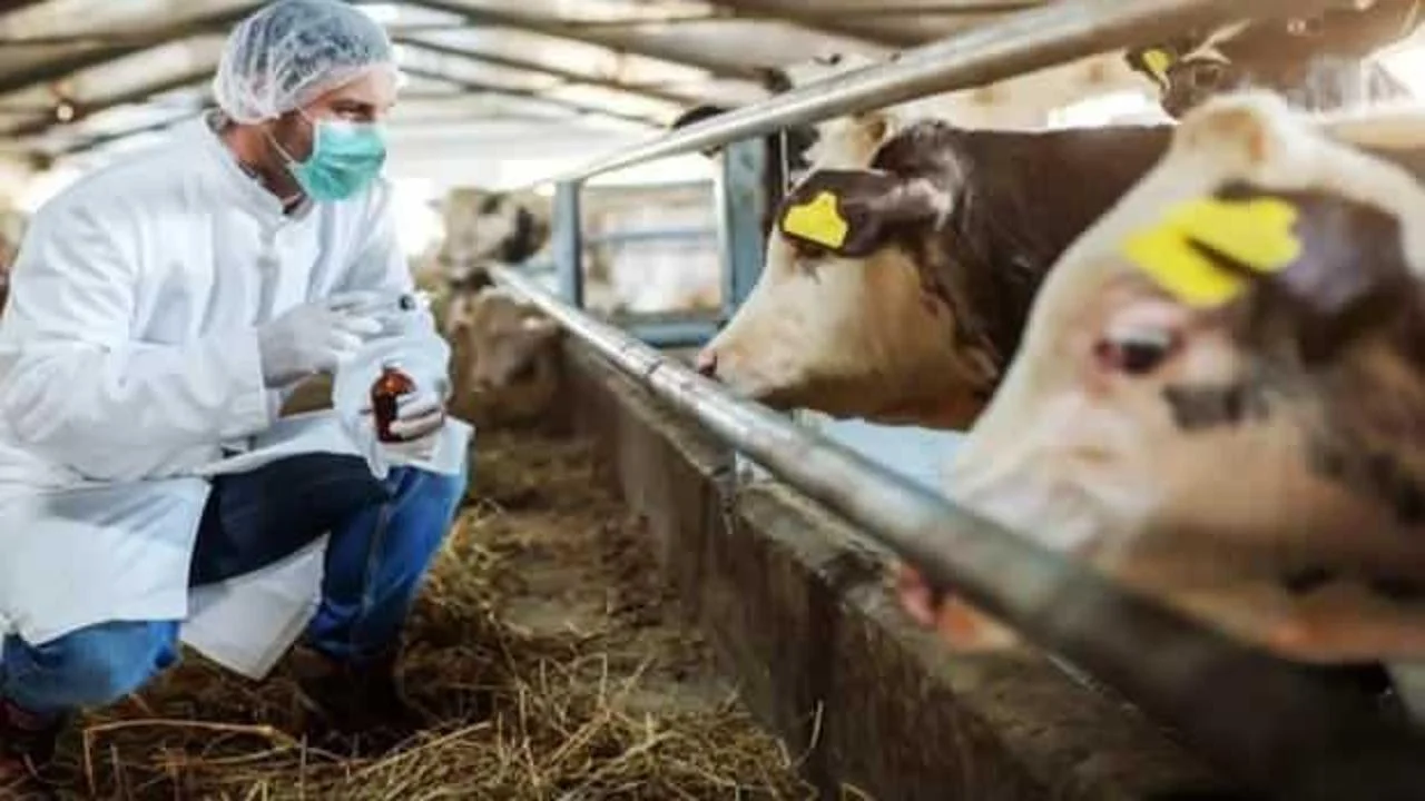 Şap Hastalığı Nedeniyle Kapanan Hayvan Pazarları Ne Zaman Açılacak?