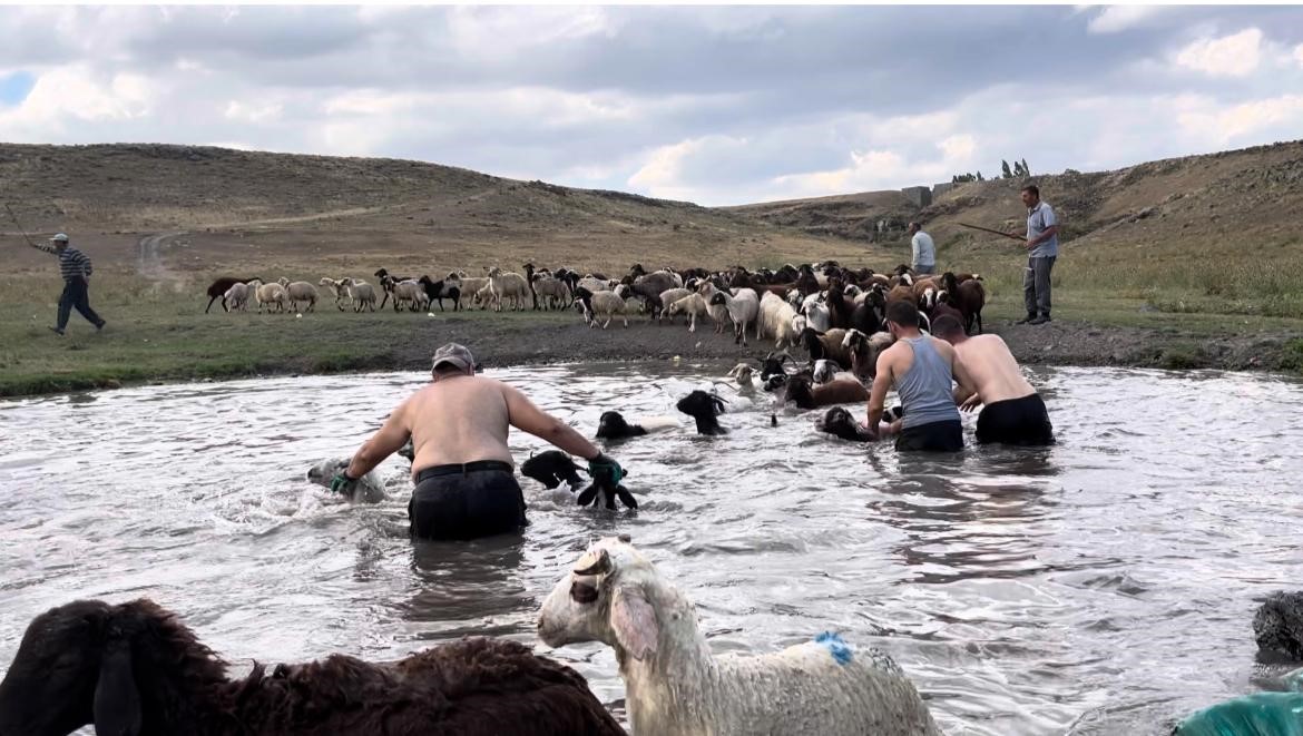 Sıcaktan etkilenen koyunları derede serinlettiler