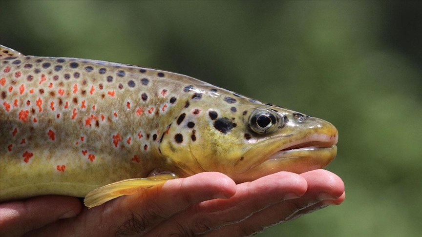 Norveç’in başaramadığı başarıldı: Alabalık ölümleri Türk buluşuyla durdurulacak