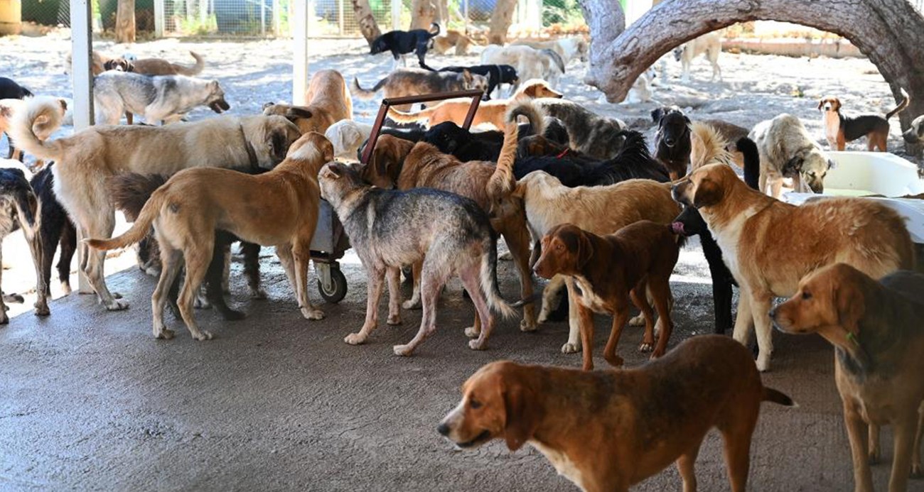İstanbul’daki sokak hayvanları toplatılıyor