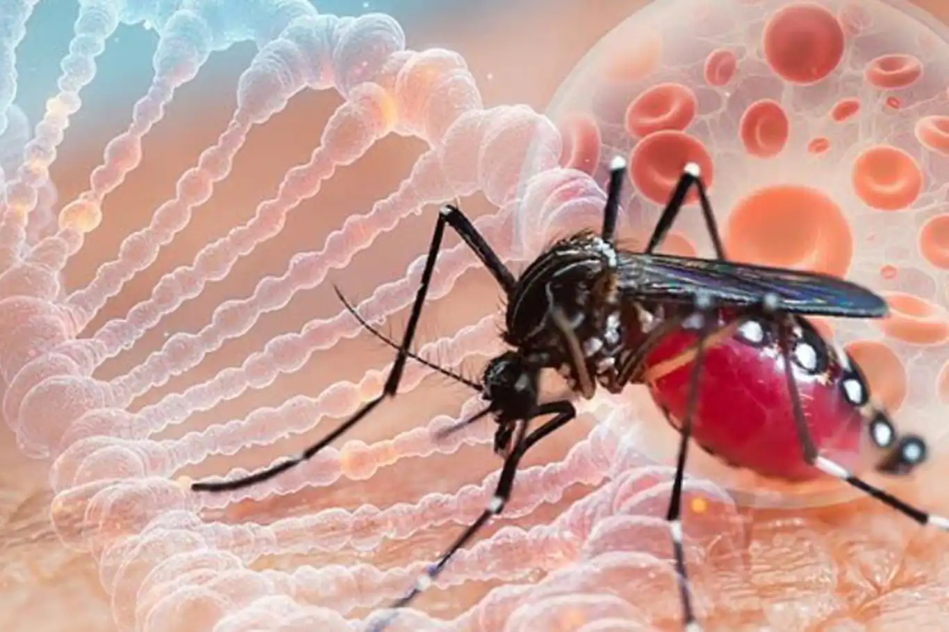 “Chikungunya virüsü panik gerektirmiyor” Uzmanlardan Uyarı