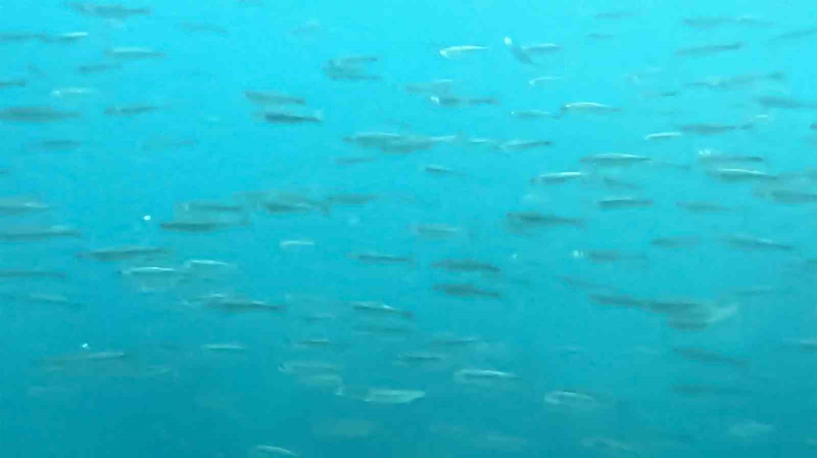 Van Gölü’nün Derinliklerinde Keşif!